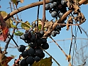 Campagna in autunno 3241.Grappoli dimenticati